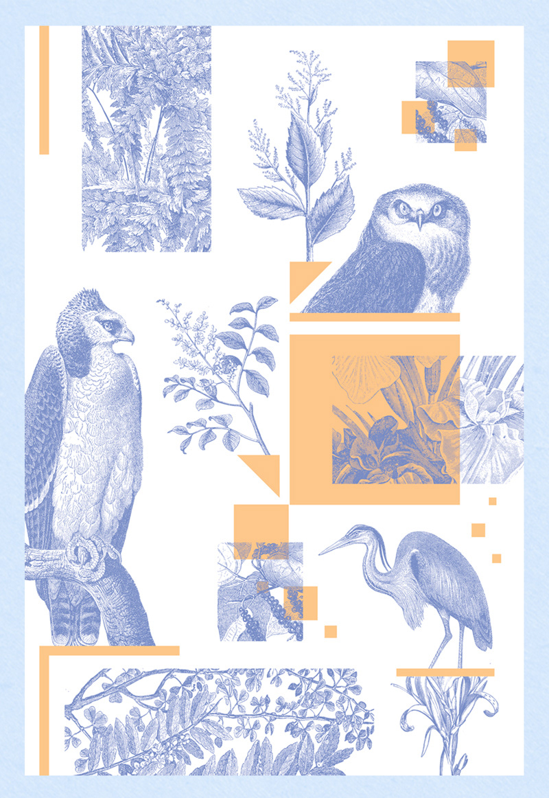 birds clean abstract Zine  geometric plants Flowers collage owl eagle parrot pattern Glitch pixel Landscape
