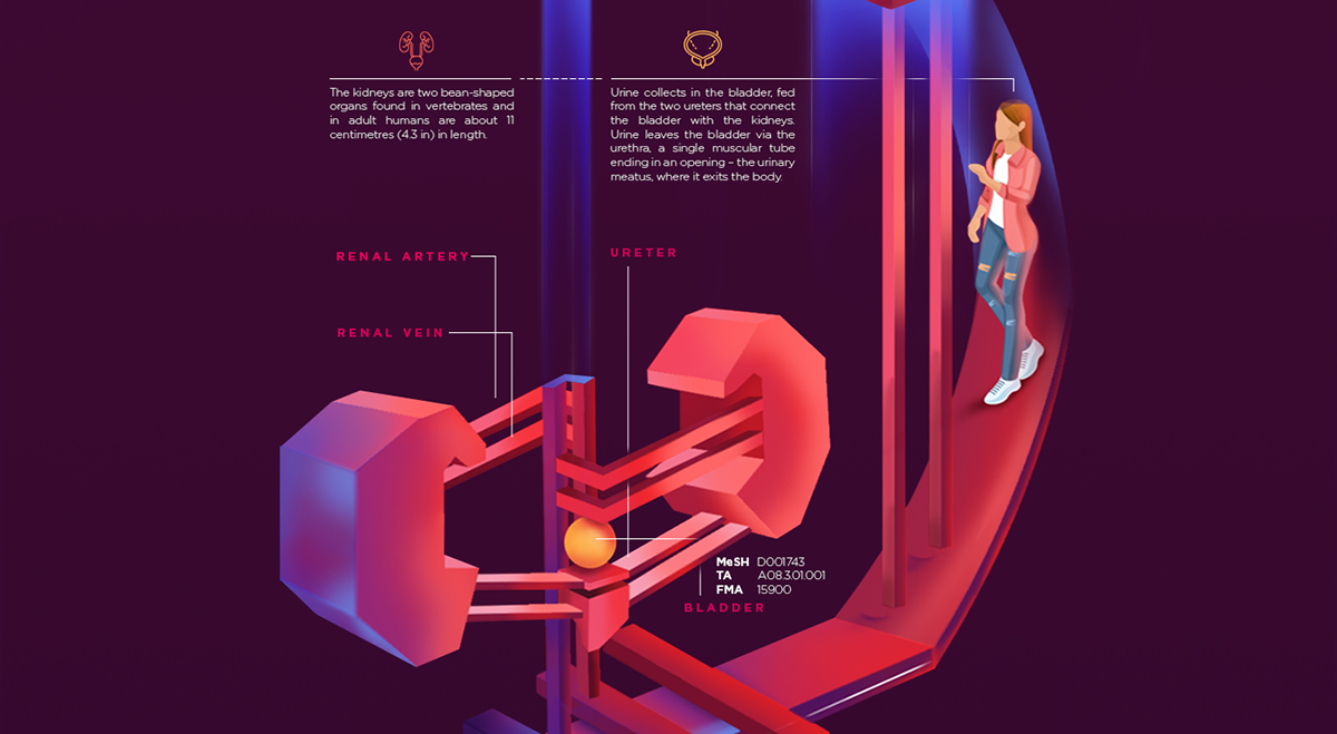 infographics Circulatory System medical brain lungs heart Kidneys Pharma doctors anatomy