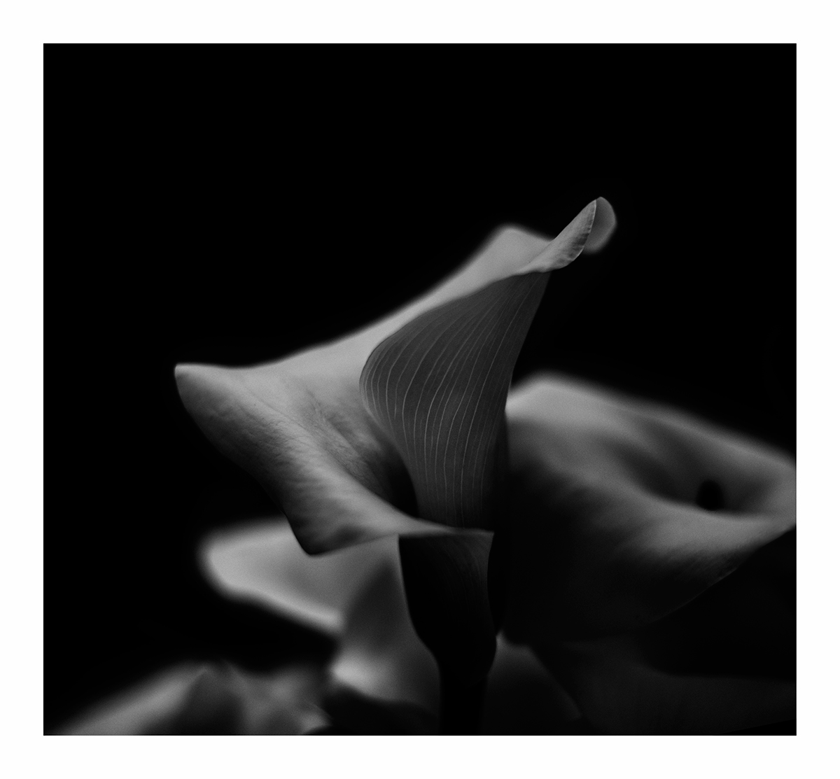 mapplethorpe bianco e nero Nikon 50mm b/w fiori Flowers