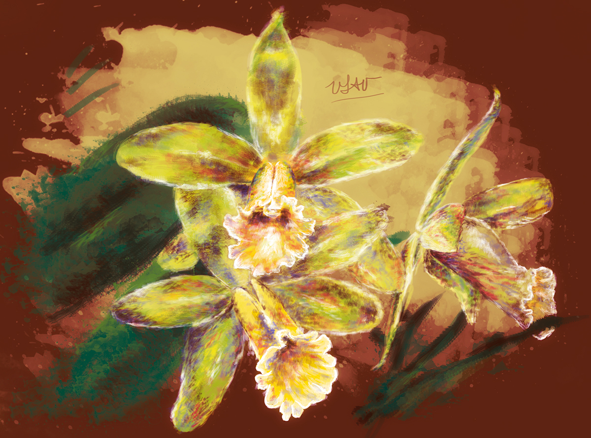 orchid catleya flower catleyaluteola Orquidea Orquídeas pinturadigital ilustracion