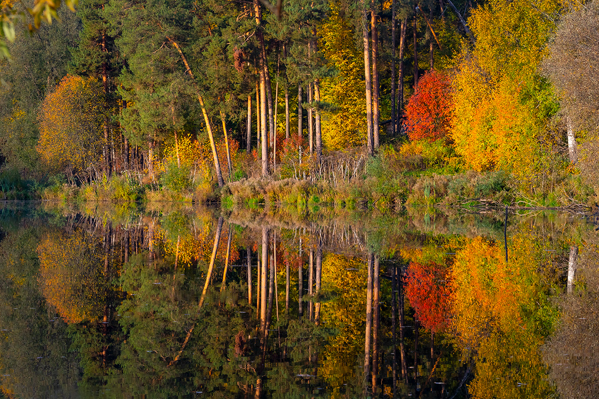 Photography  colors autumn Fall Russia reflections Canon Landscape Patterns foliage