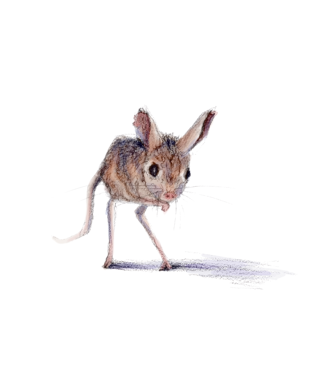 digital graphite pencil mouse wombat armadillo animal mammal creature Critter sketch color children's