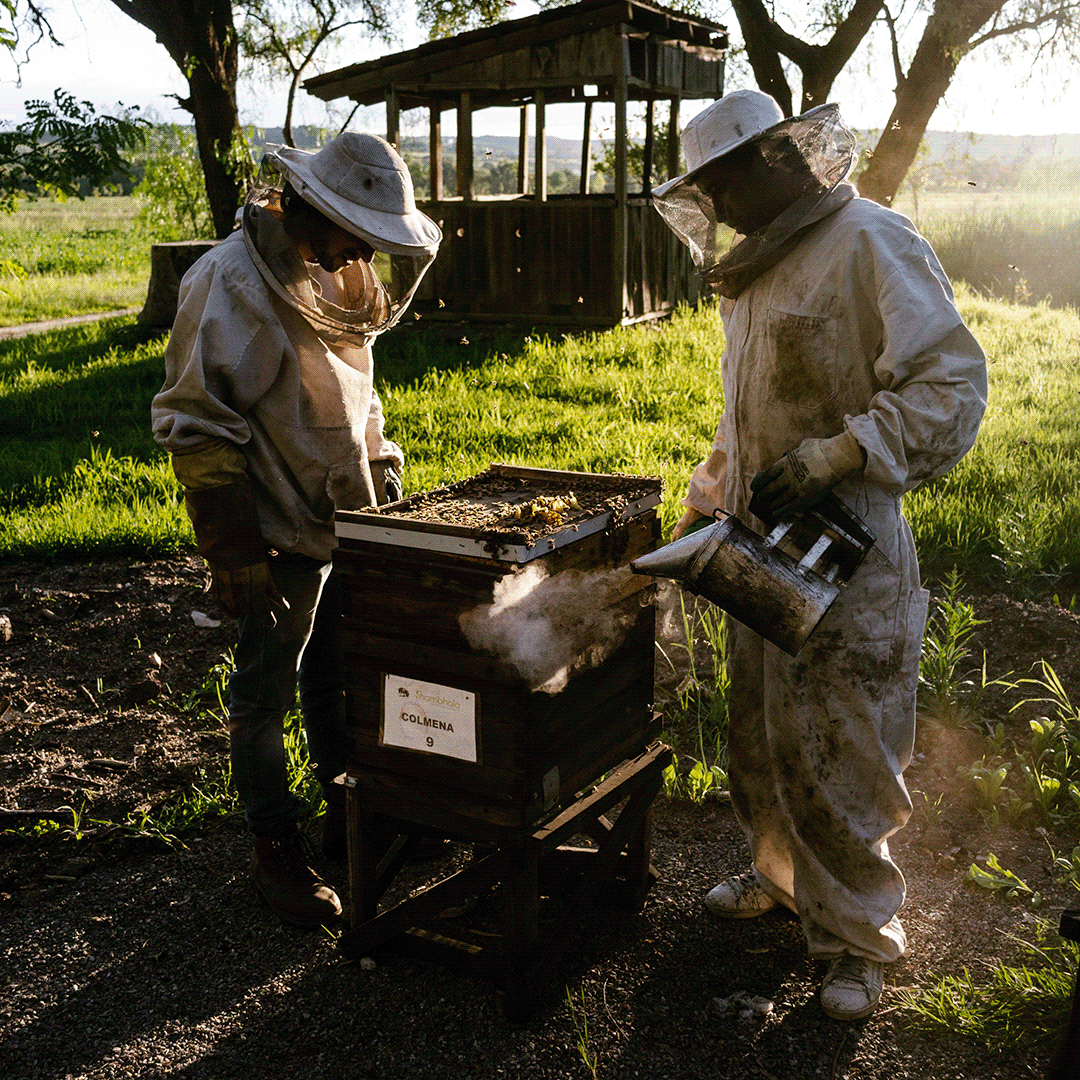 Nature bee beekeeping farm organic Cruelty Free agroecology permaculture Sustainability Beekeeper