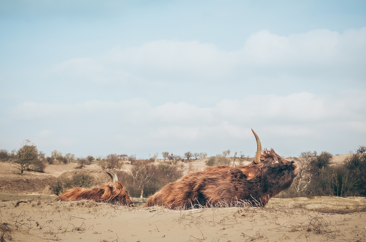 animal animals wildlife cows Cattle furry Highlanders Netherlands dunes Nature