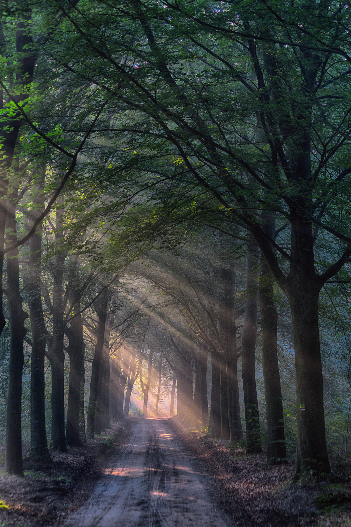 forest Rays of light MORNING rays light forest Tree  trees Forest Road