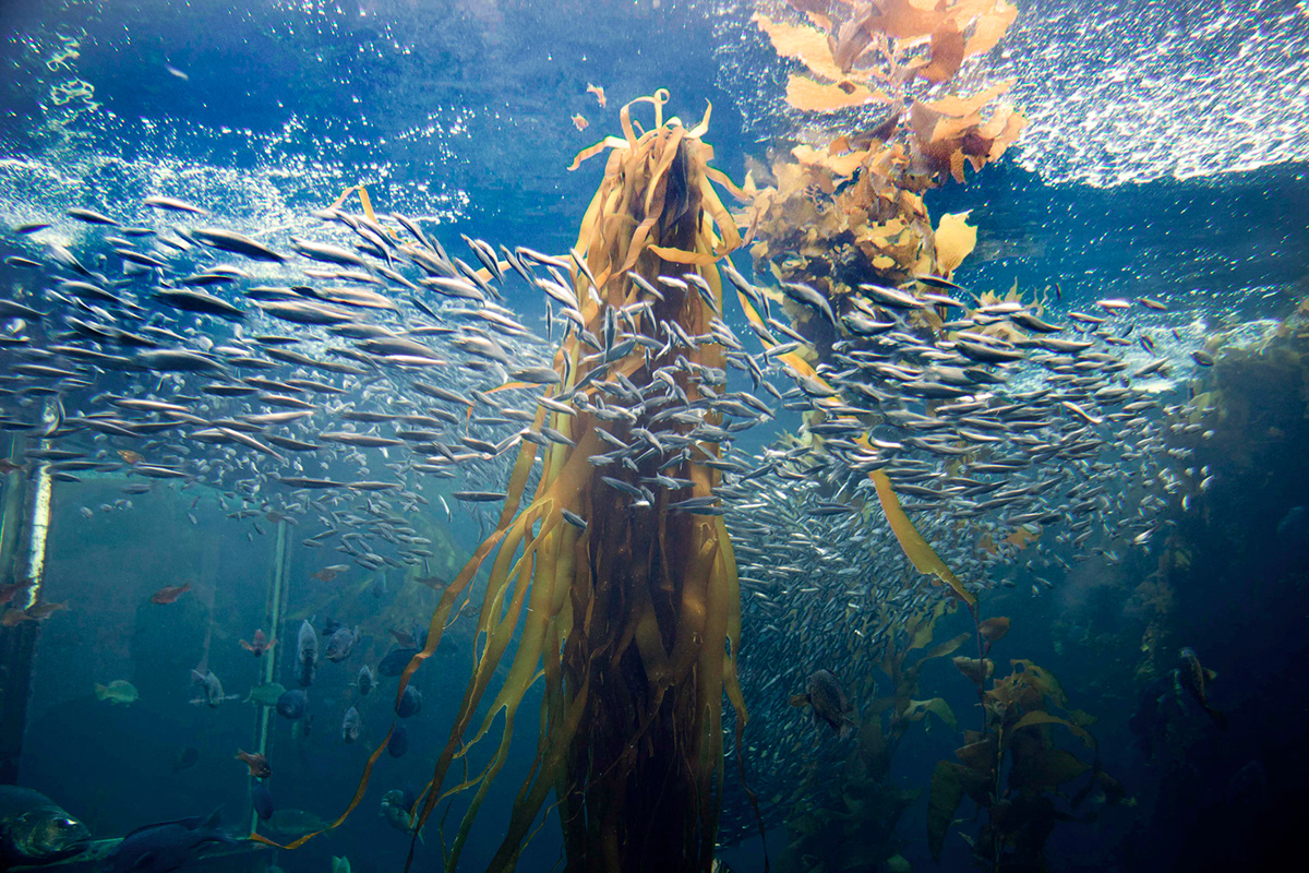 jellyfish monterey California aqua aquarium