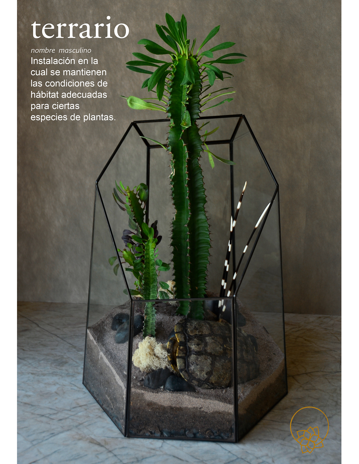 Adobe Portfolio terrarium cactus Succulent decor boutique Invertebra photoshoot