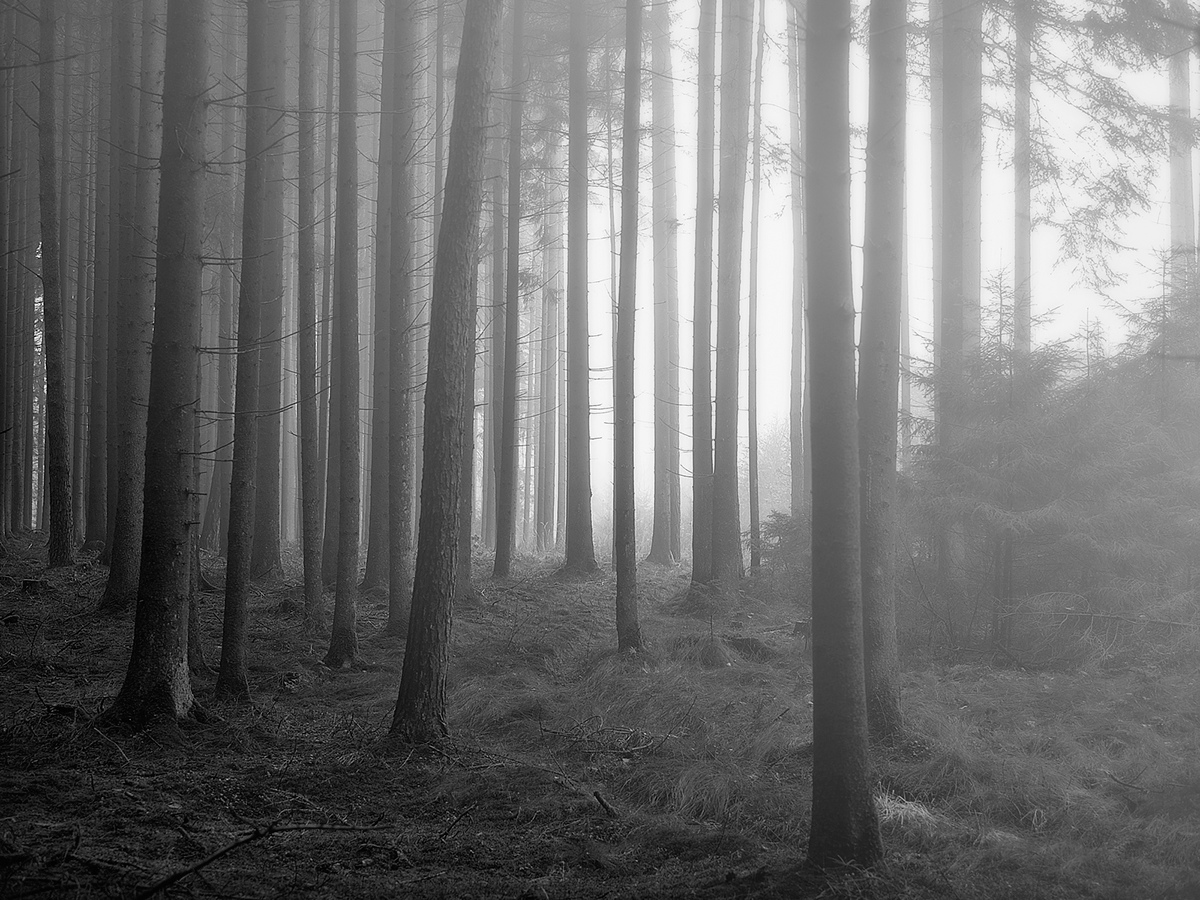 Nature forest trees light  rays mist fog black and white bw
