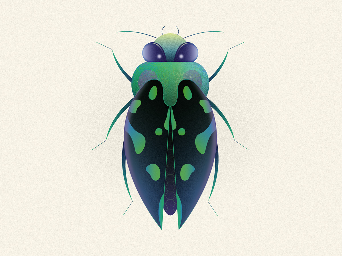 animals Arthropod beetles Bestiary creatures Hexapod Insects léo alexandre Nature wildlife