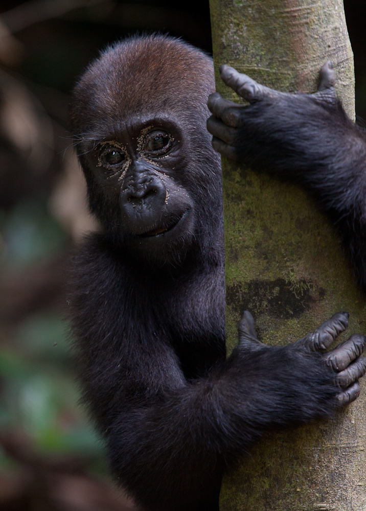 central african republic  gorilla western lowland gorilla forest elephant bangui BAYANGA dzanga sangha agile mangabey Ba'Aka pygmy africa james hopkirk Travel gorilla