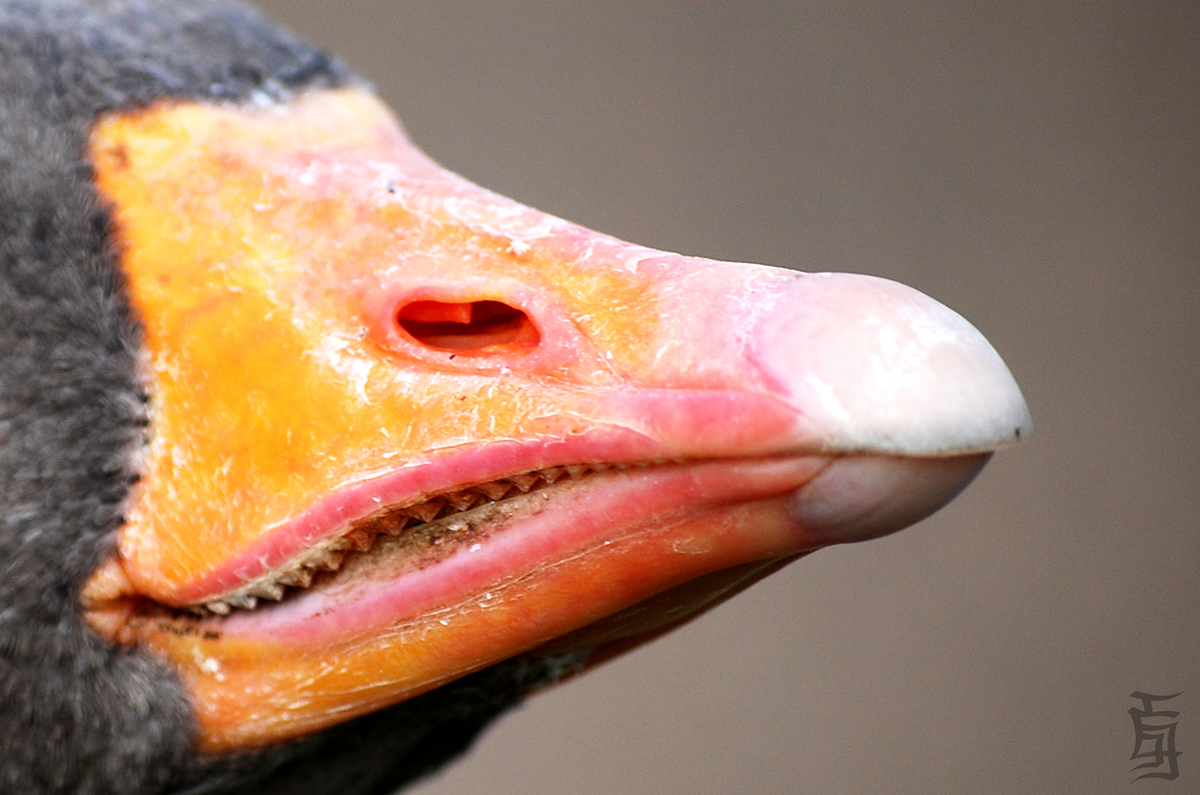duck beak close up
