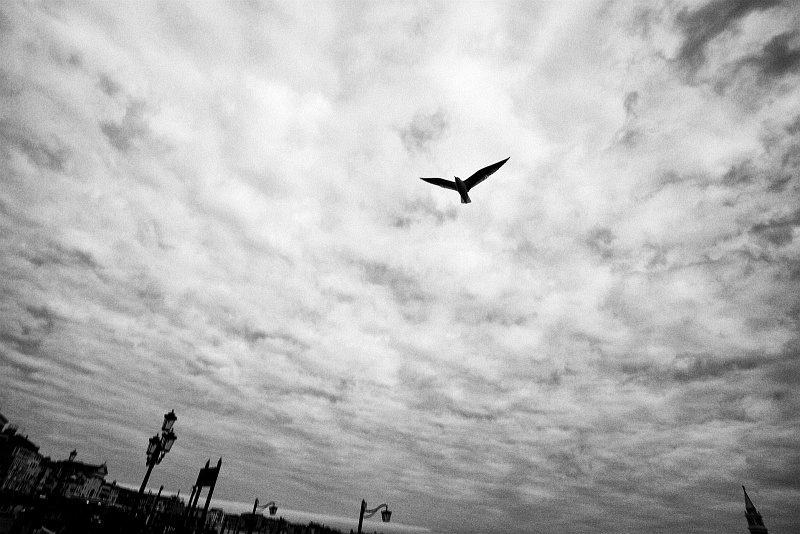 bird Fly SKY clouds