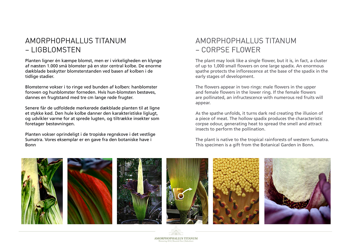Events Botanical garden Amorphophallus titanum branding event