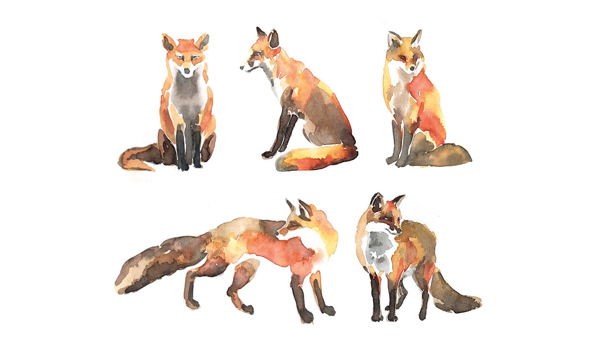 animal illustration fox illustration fox watercolors foxes in motion painted foxes watercolor animals watercolor illustration Watercolor studies Wildlife Illustration