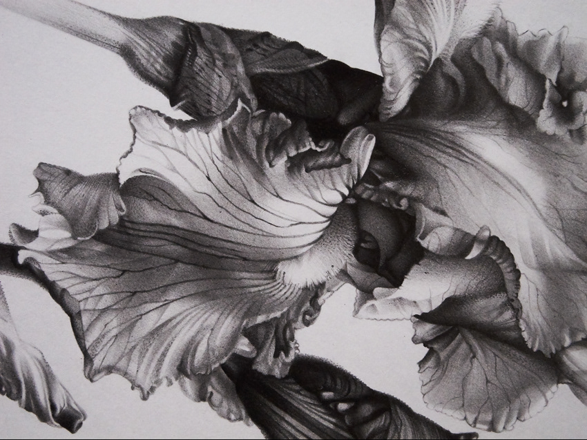 allween alvinadenisenko black and white botanical art botanical illustration Flowers graphic illustration iris pencil drawing art spring summer flowers