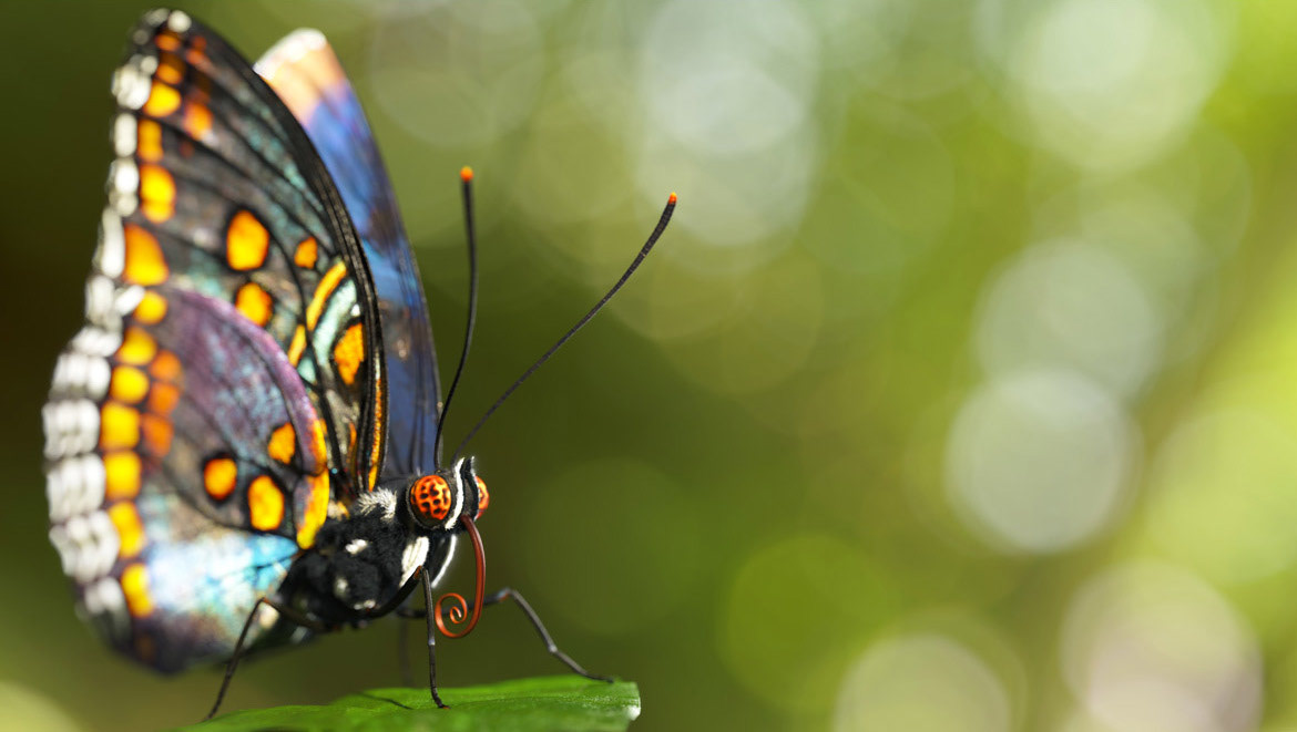butterfly 3D Nature modeling macro