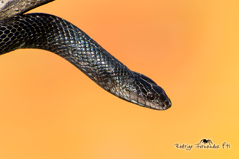 snakes serpientes Viboras wildlifephotography naturephotography photographer hepertology reptiles Boas animal