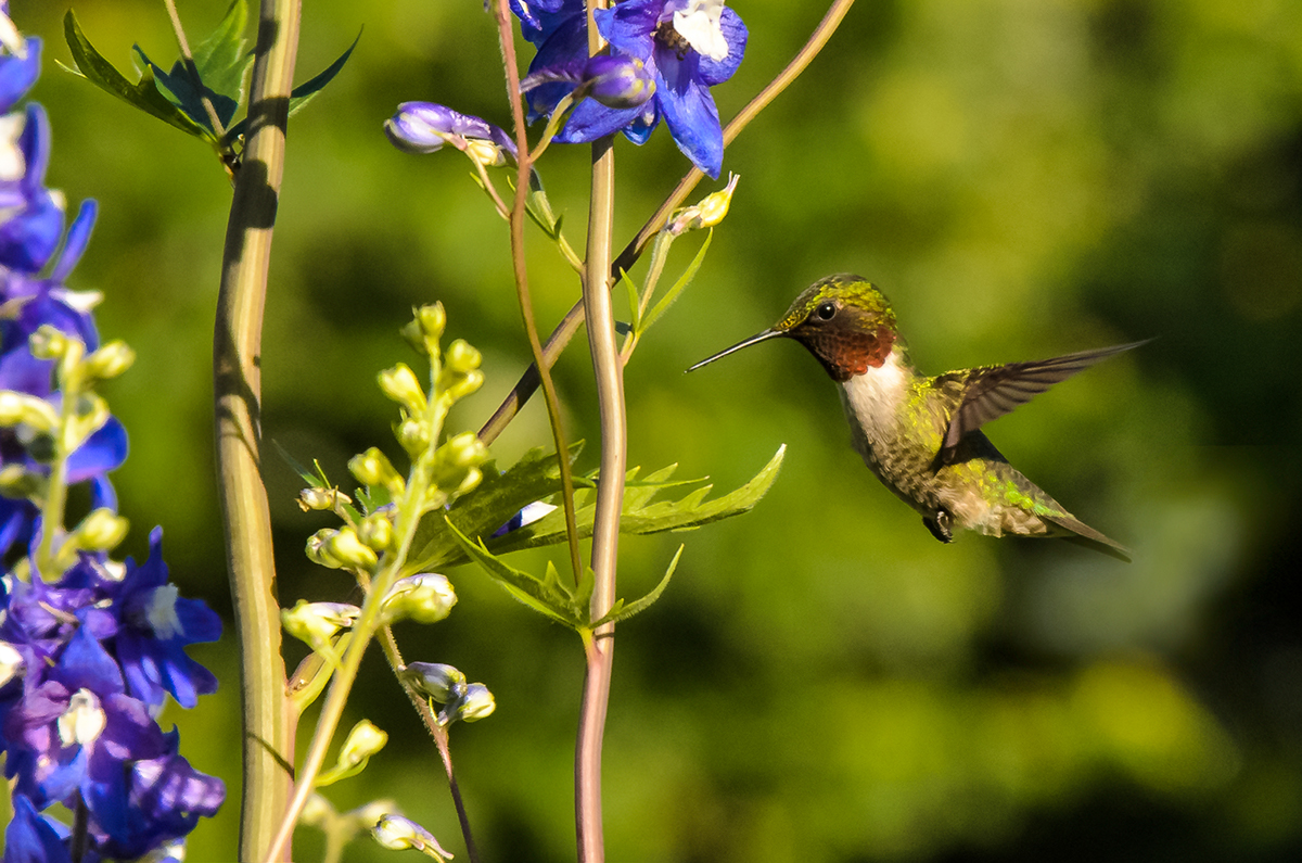 hummingbirds Flowers summer garden