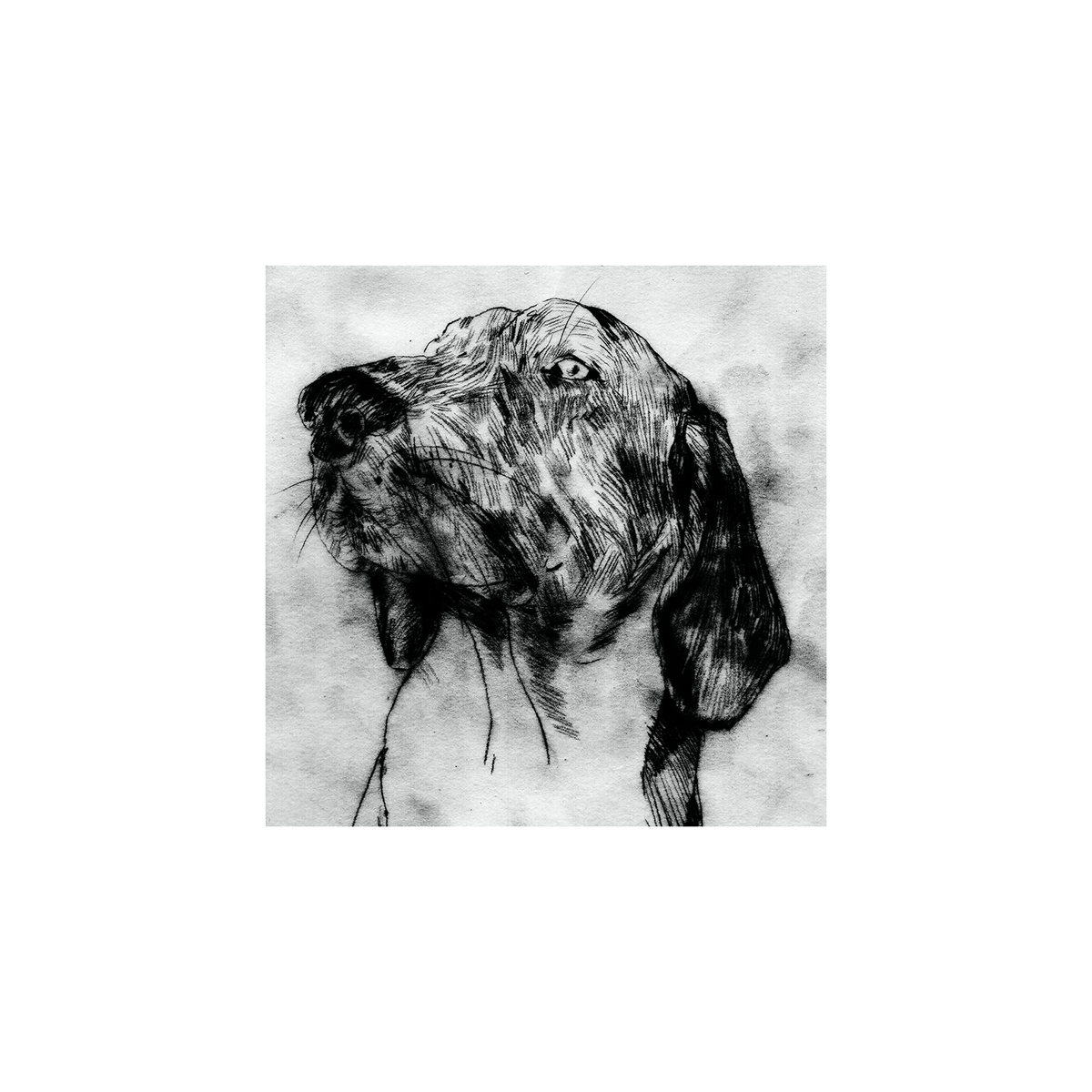 dogs dog drawing dog illustrations dog art Whippets greyhound