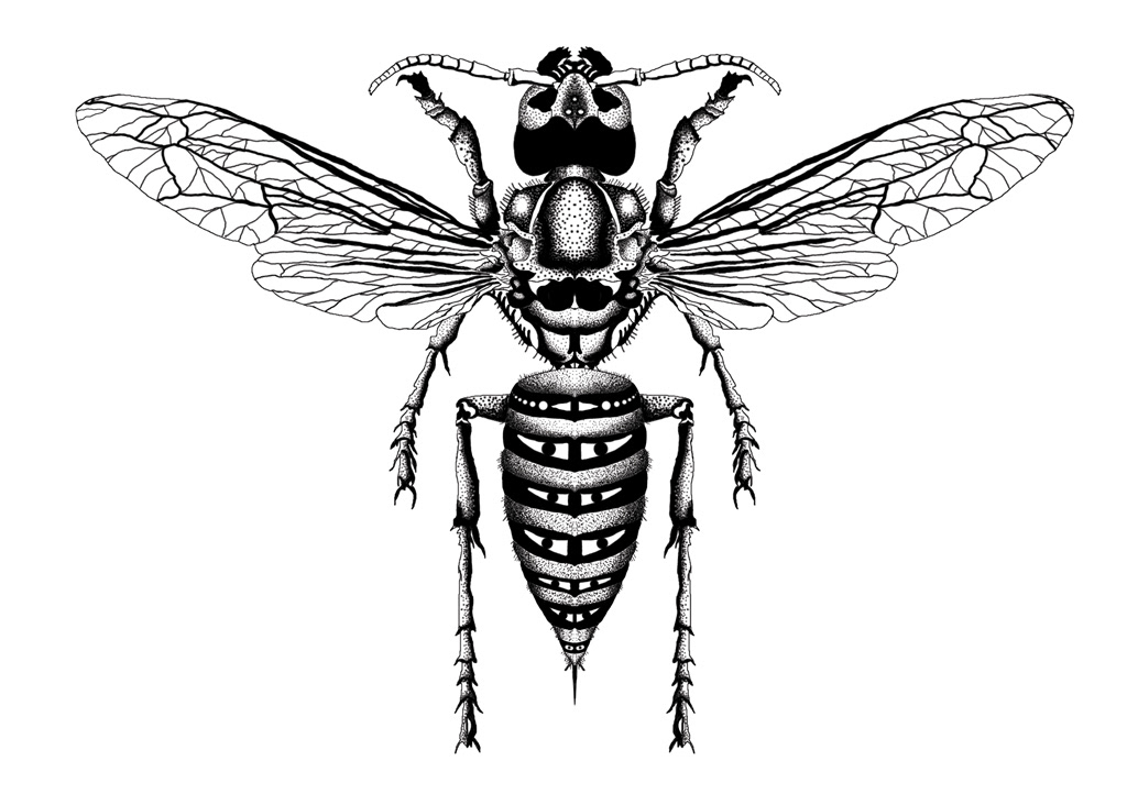 bug Digital Art  hornet ILLUSTRATION  insect Mandala mandala design photoshop
