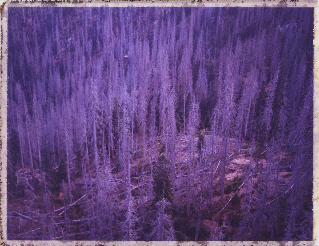 bastiank fuji fp100C purple woods Nature Hike Outdoor explore