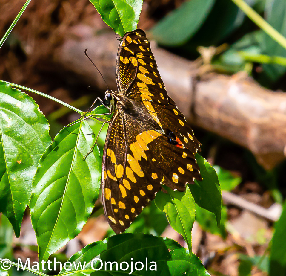 Ado Ekiti butterflies butterfly Ekiti State Insects nigeria rain forest things to do Things to see West Africa