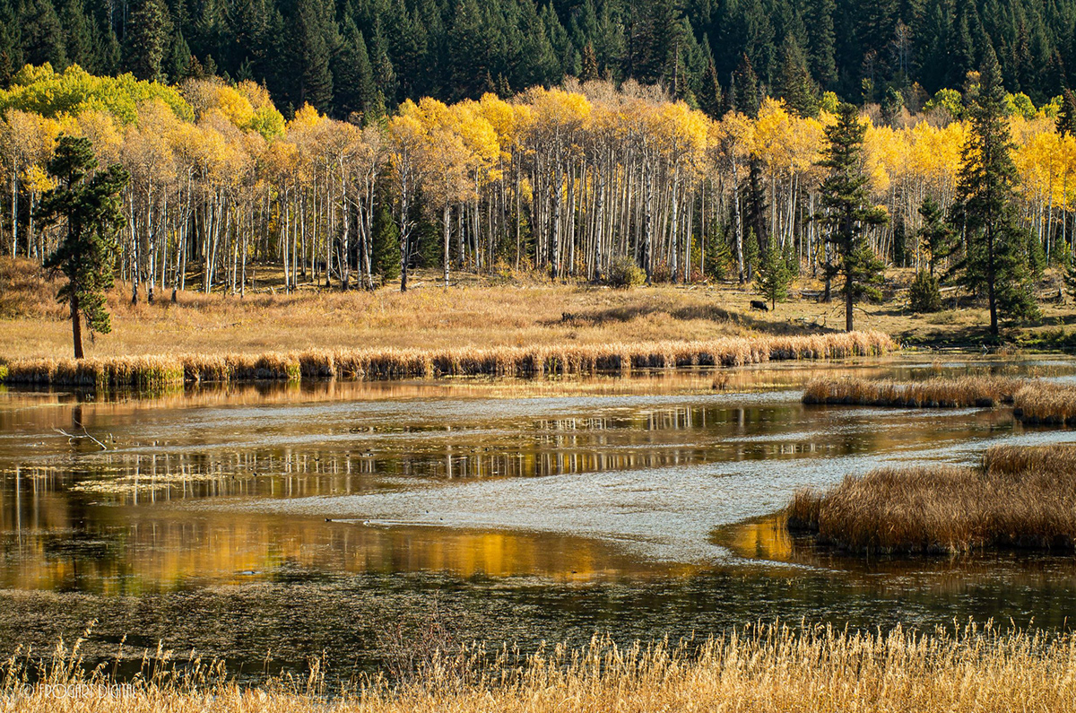 aspens autumn fall colors gold Landscape Nature yellow