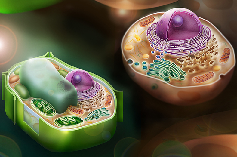 Искусственная клетка 3. Растительная клетка. Растительная клетка 3d. Клетка растения 3d. Слизевые клетки.
