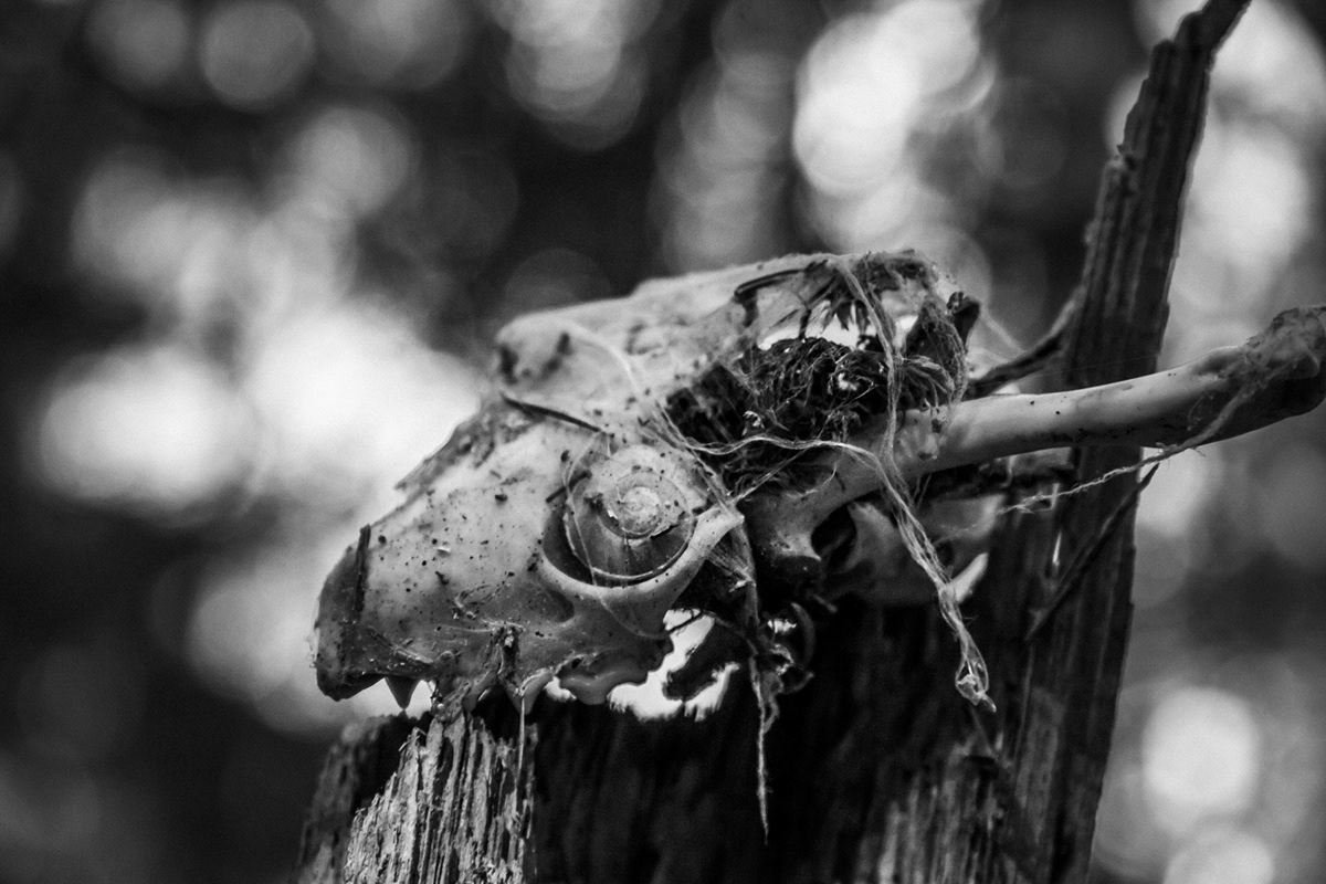 forest skull  bones  moss  lichen  totem  spirit