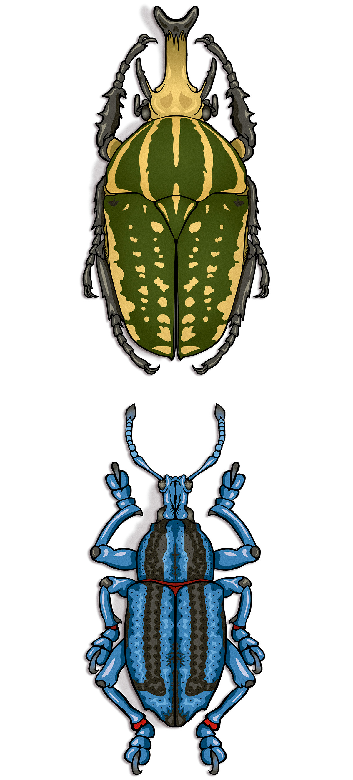 fusca besouro beetle ILLUSTRATION  ilustração Digital vector art design beetles insetos wall art decor