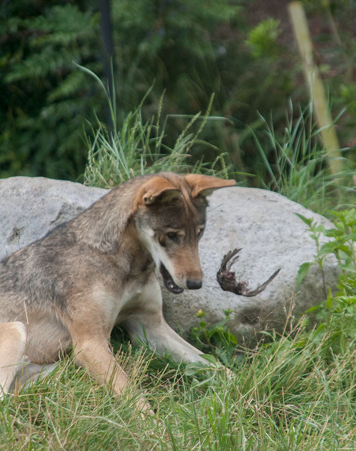 Red Wolf pup play tag bird toy chew Point Defiance