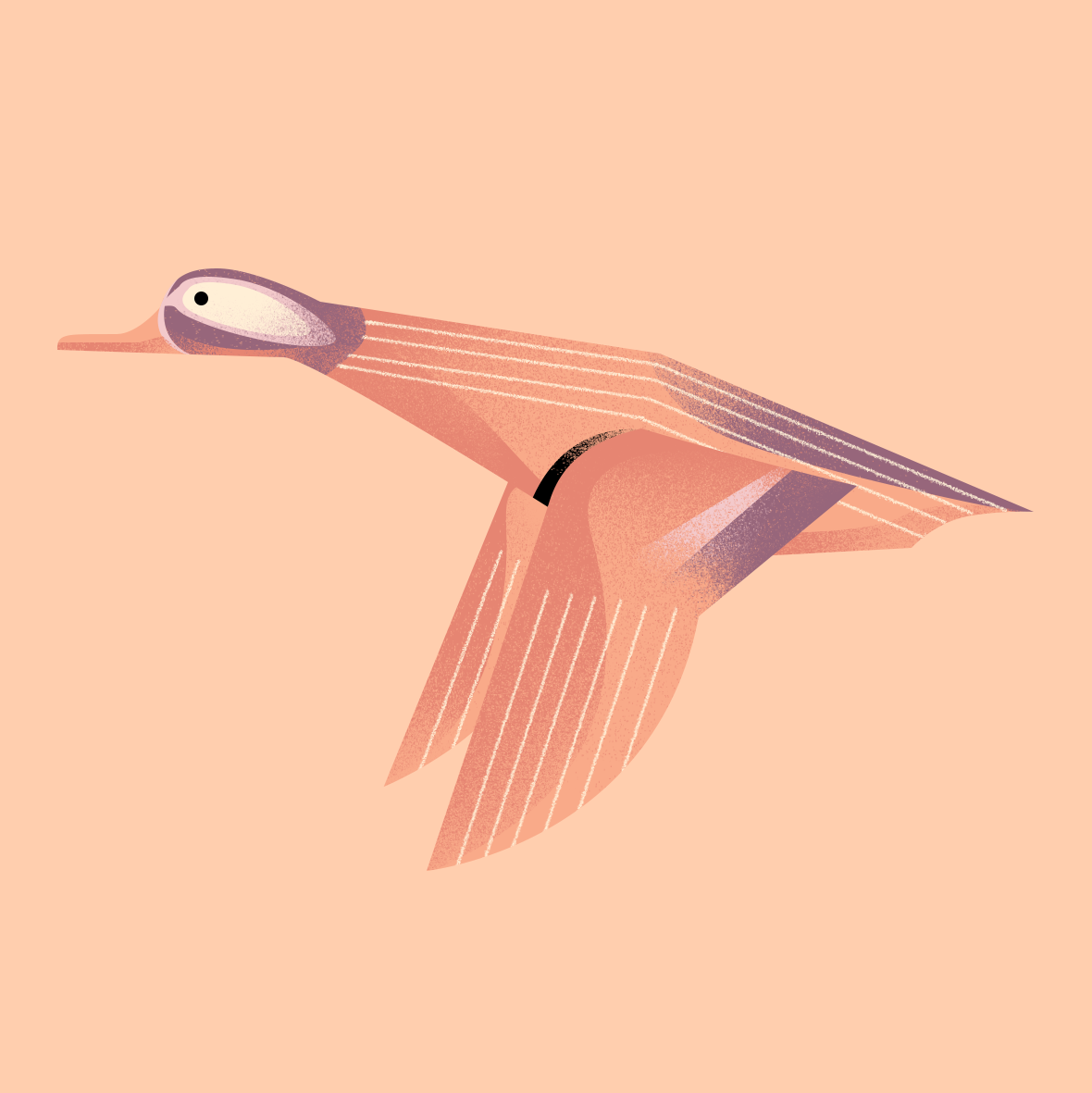 bird ILLUSTRATION  Illustrator