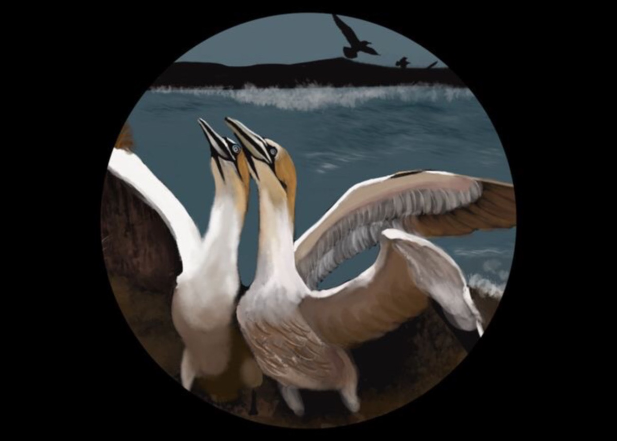 Digital Art  digital painting Drawing  illustrations animals birds