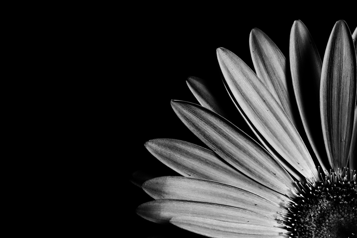 fine art photography fine art still life Flowers studio black & white colour photography Black & White Photograph lightroom Nikon adobe editorial Advertising Photography