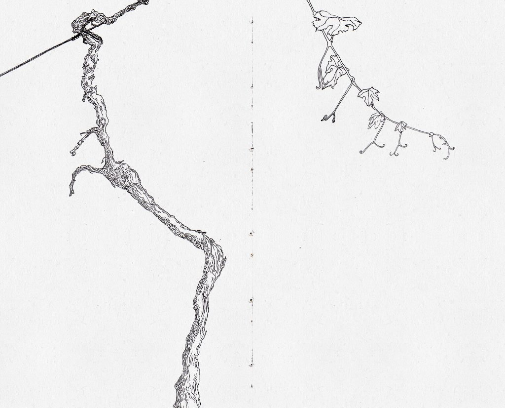 Observational Drawing of a Wine Vine 003