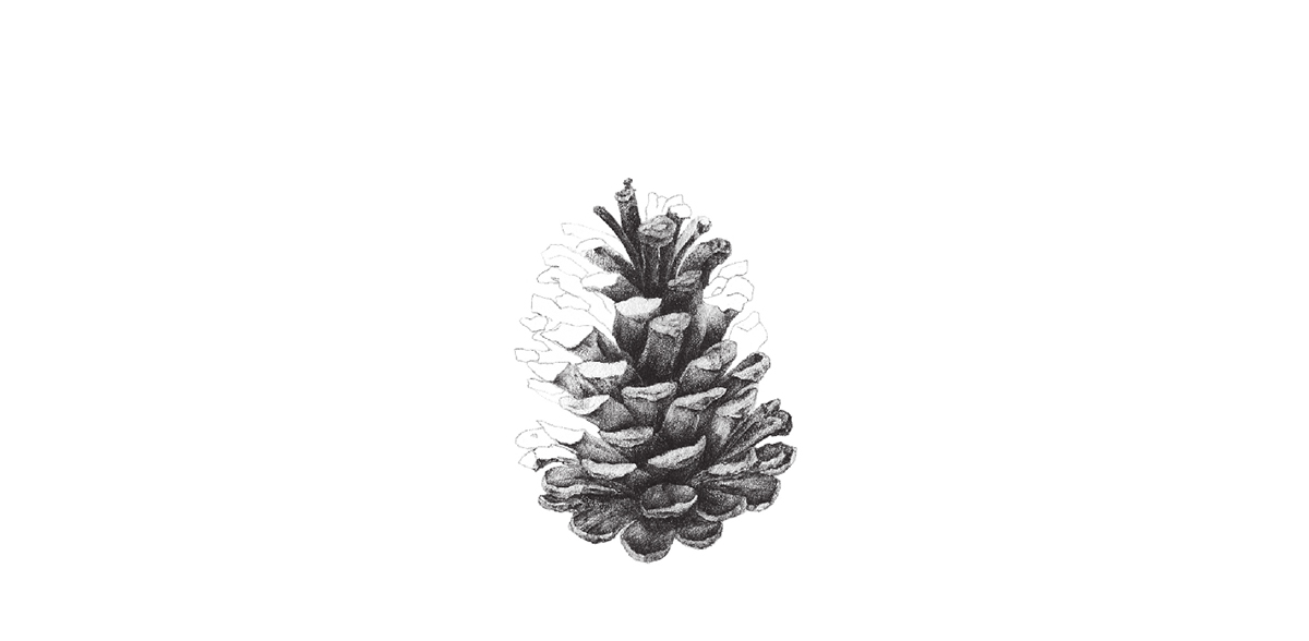 graphic draw Juniper cone knit donut tangerine Christmas holidays greeting cards postcard winter warm