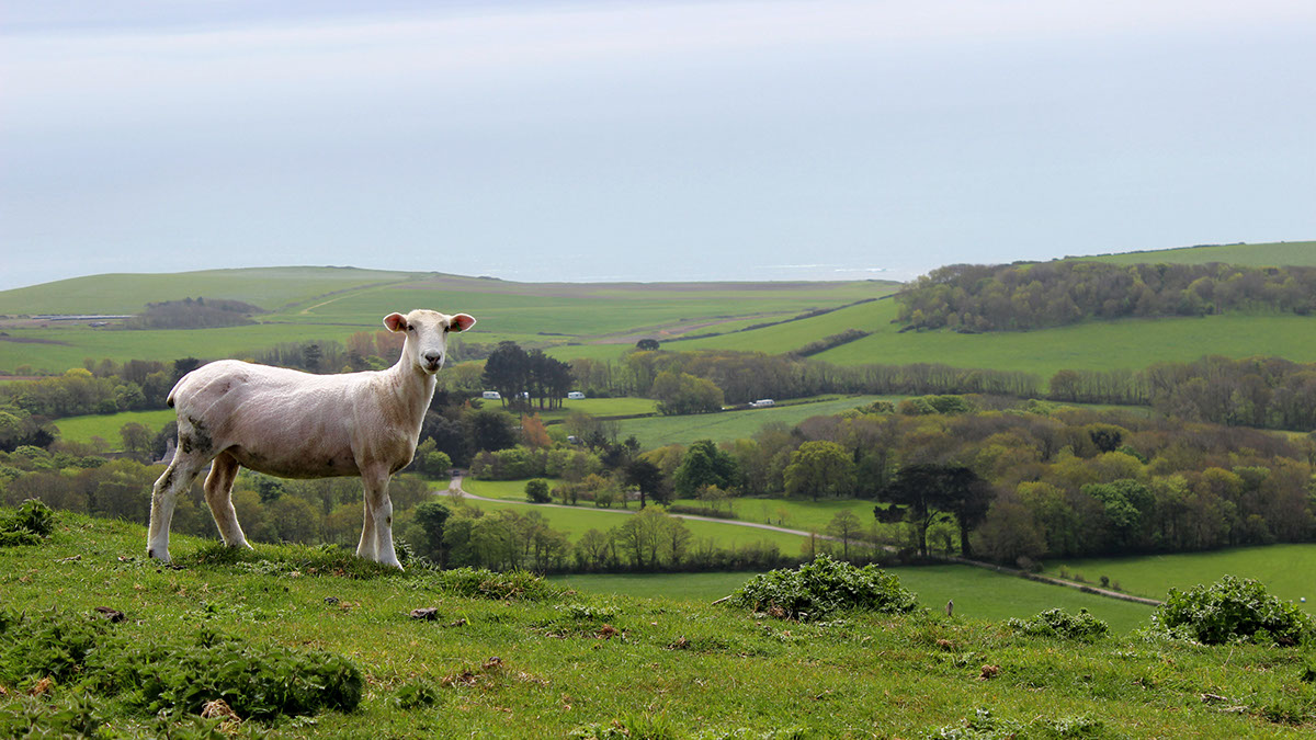 photo landscapes Dorset wildlife scenery