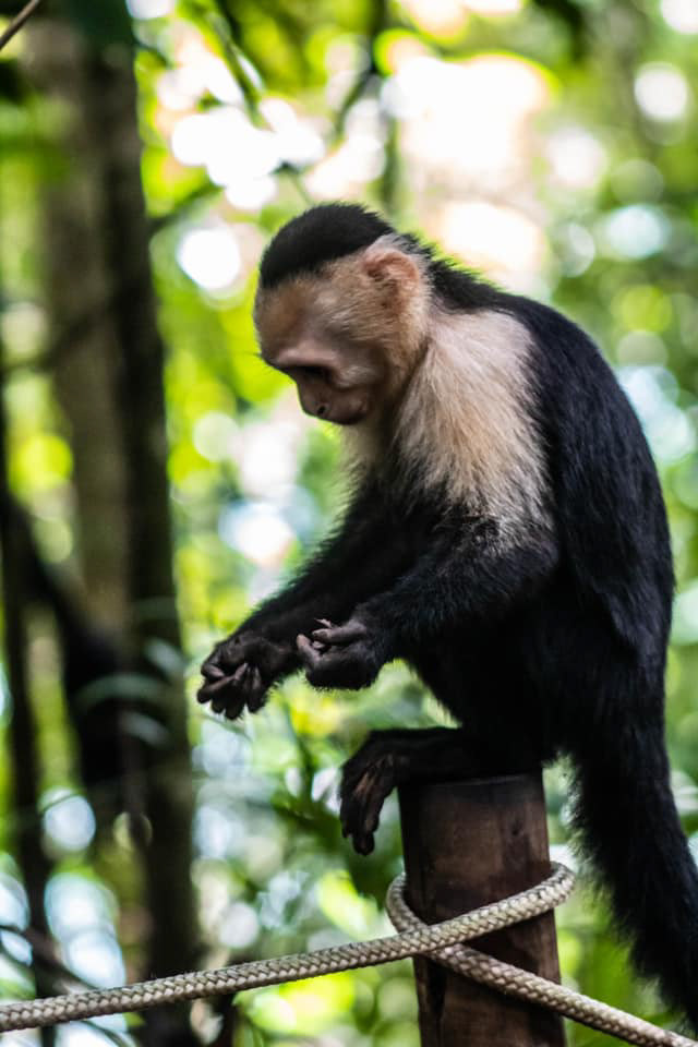 Fotografia fotografo monkey monos naturaleza Nature