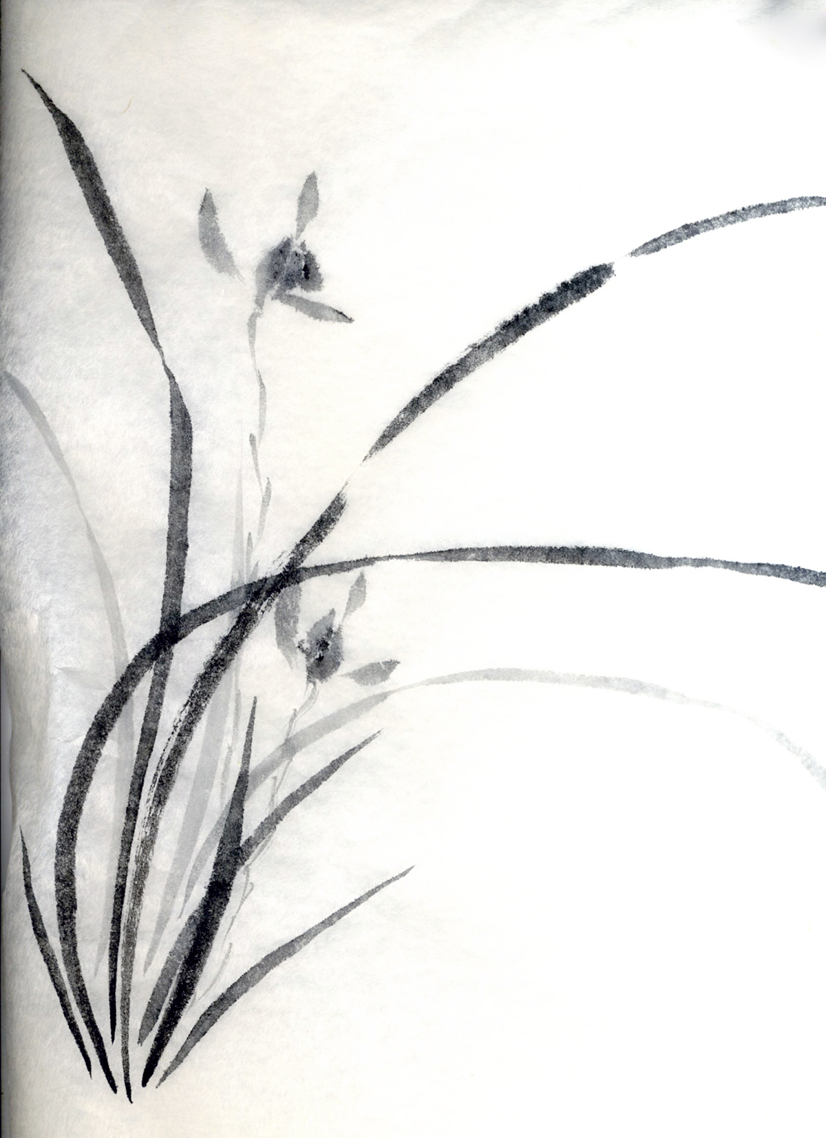 sumi-e ink japanese chinese calligraphy painting black brush stroke wild orchid flower