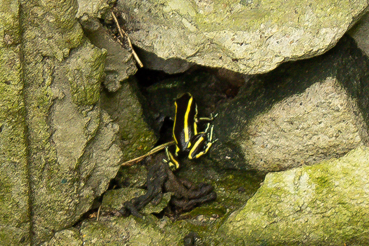 abandoned dragonfly frog Landscape lizard natural disaster Nature Photography  remainder Tree 