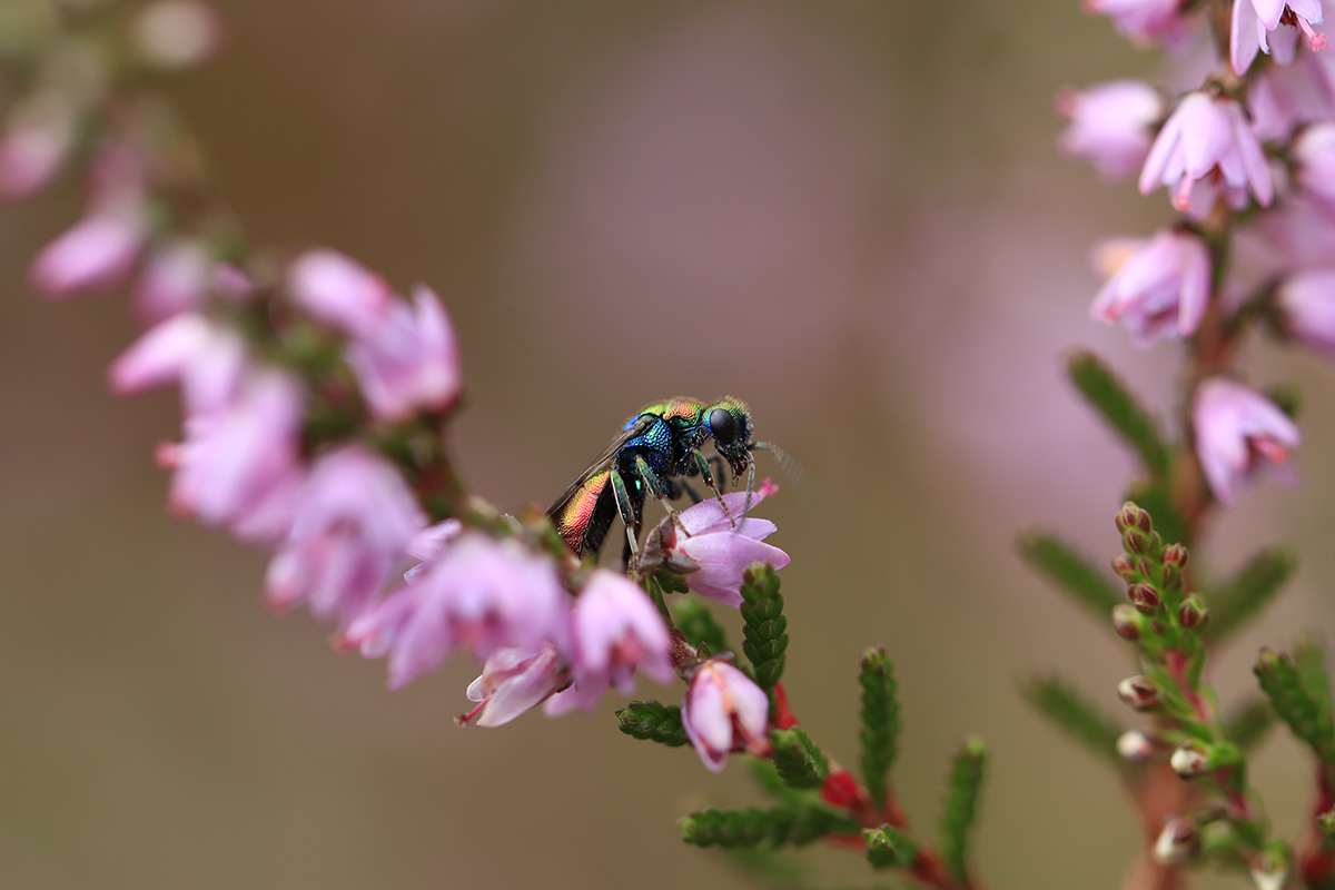 wasp wesp pink heather heide summer Nederland Macro Photography insect Nature
