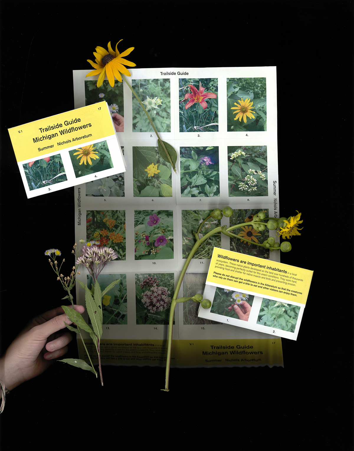 wildflower Guide Native Michigan Nature Park plants yellow information