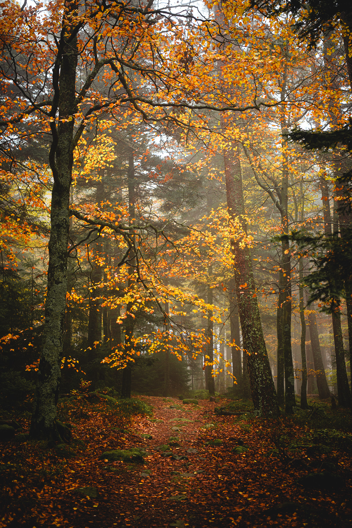 Outdoor Nature Photography  Landscape autumn forest trees mountains alsace fog