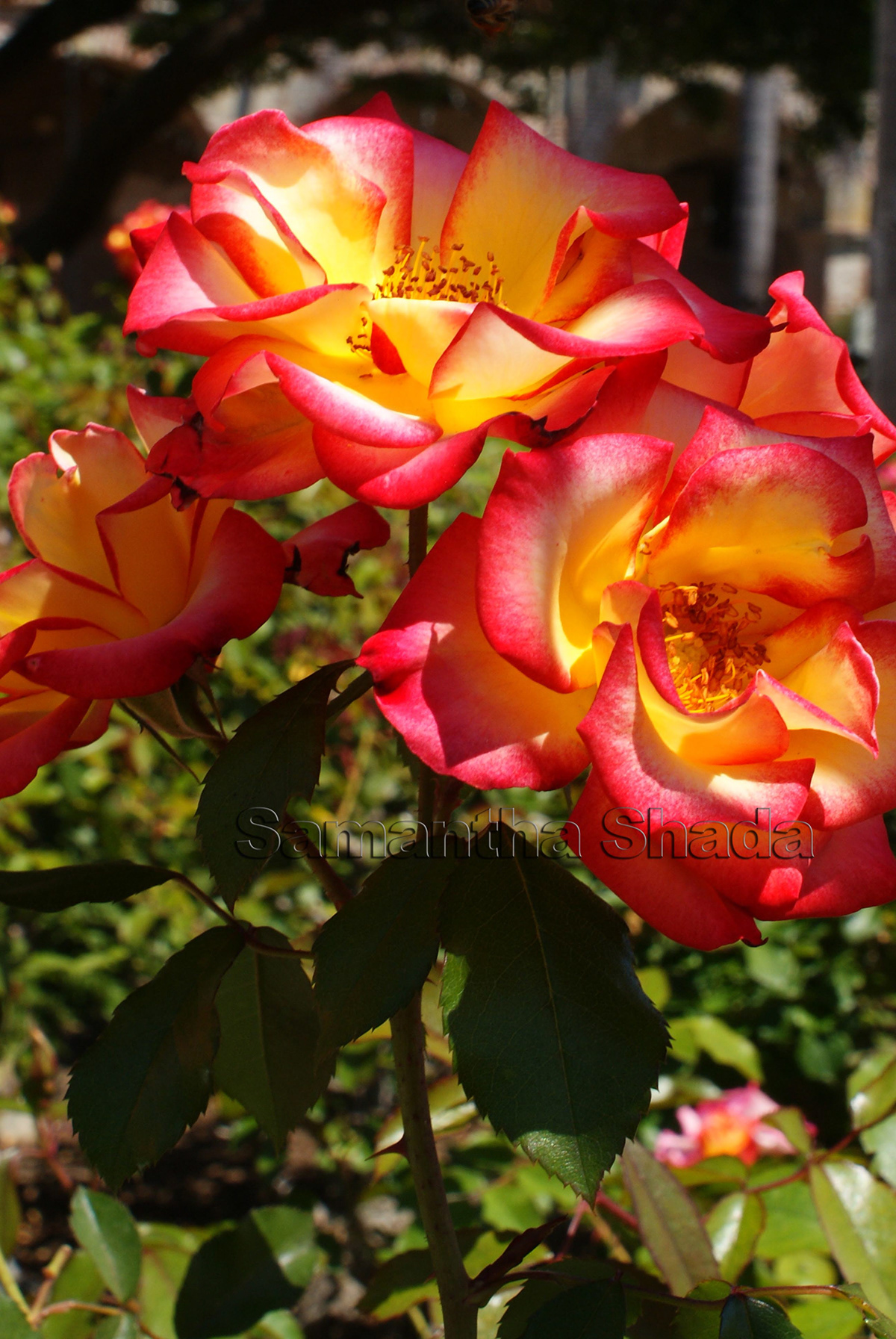Roses valentine garden Nature beauty Love sunlight rose Flowers natural flower