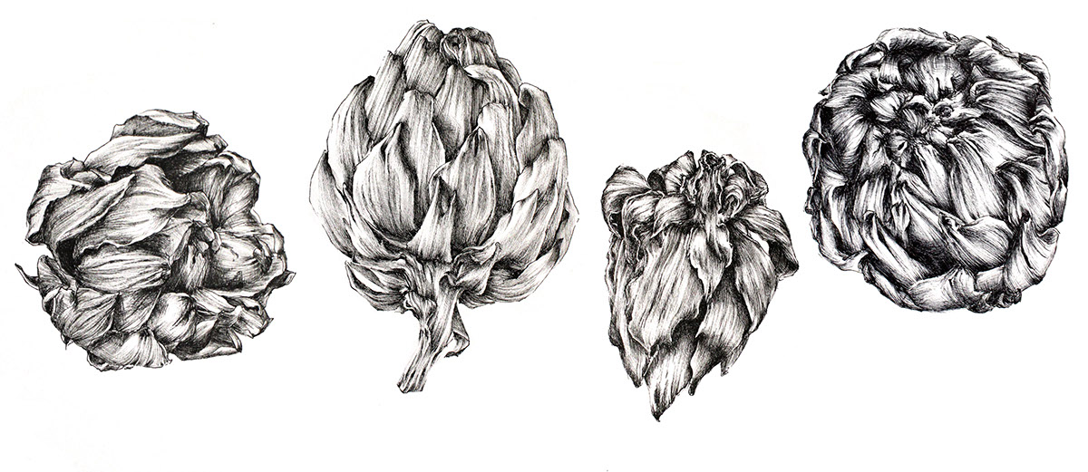 scientific illustration botanical illustration pen and ink artichokes