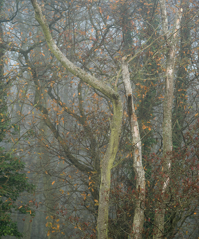 norfolk broads trees mist fog