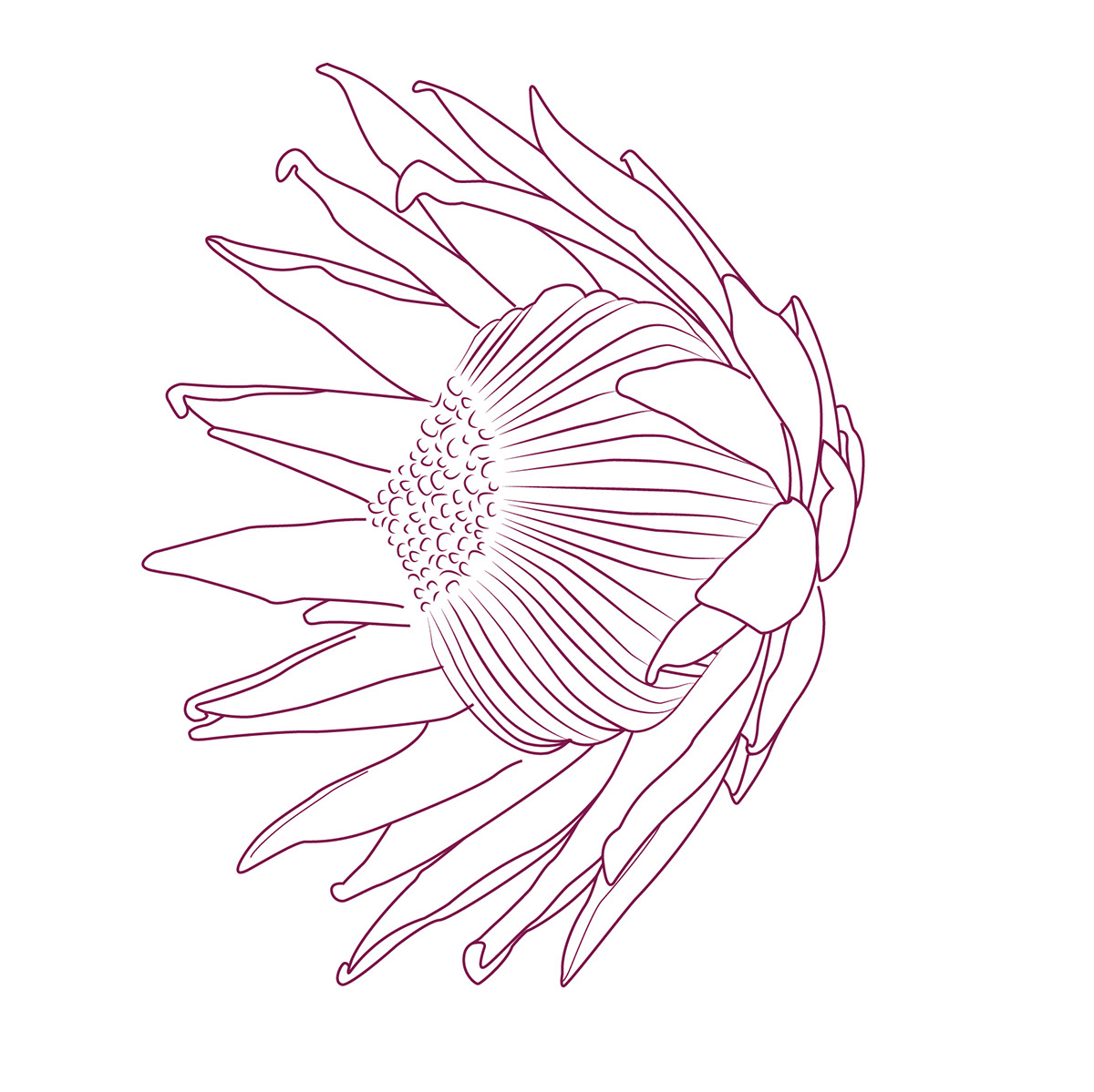 Set king protea linear sketch isolated Royalty Free Vector