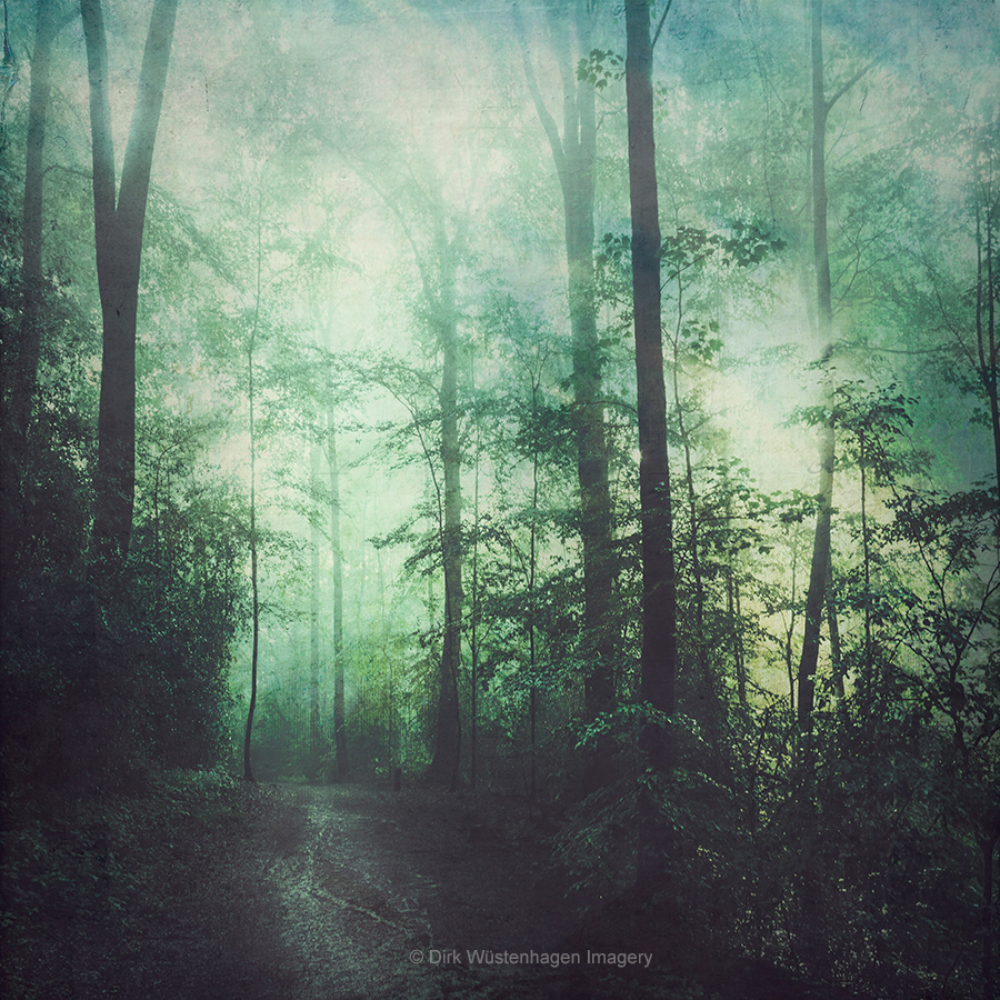 woods forest textures mood dreamy surreal deciduous impressions atmosphere Landscape