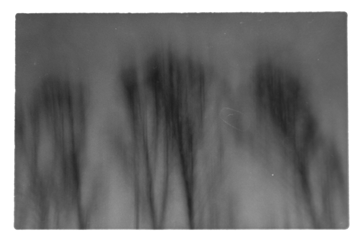 pinhole Tree  black & white analog