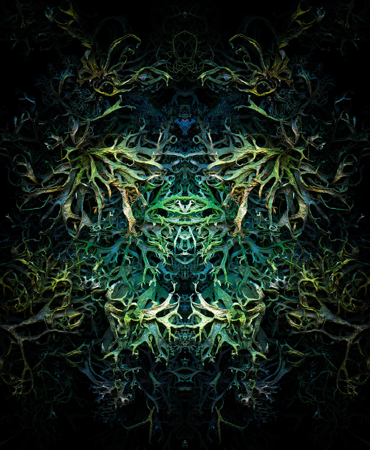lichen Nature scanography symmetry Photography  psychedelic mirror macro symbiosis algae